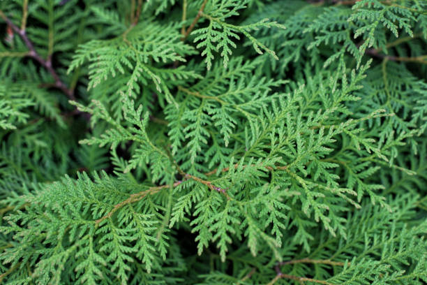 istock Tangled green branches of thuya in the garden 652327498