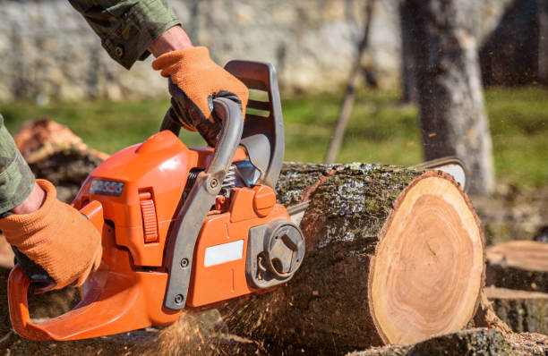 Close-up professional chainsaw blade cutting log of wood Close-up professional chainsaw blade cutting log of wood chainsaw photos stock pictures, royalty-free photos & images