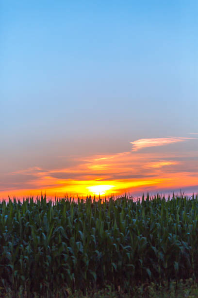 istock A field of corn in front of a beautiful sunrise-vertical. 652334294