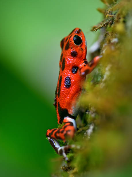 strawberry poison dart frog at Bocas del Toro in Panama A strawberry poison dart frog found in the rainforest of Bastimentos at Bocas del Toro in Panama. The specific color variant of the frog is only found on this island. red amphibian frog animals in the wild stock pictures, royalty-free photos & images