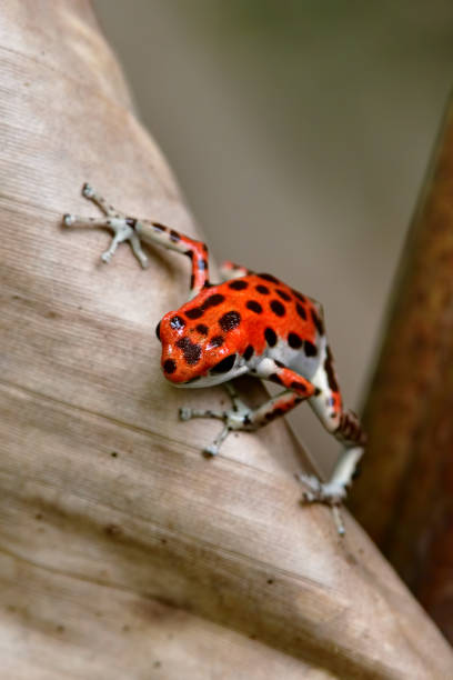istock strawberry poison dart frog at Bocas del Toro in Panama 652339902