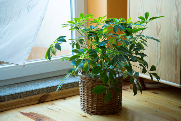 Schefflera plant in pot at home