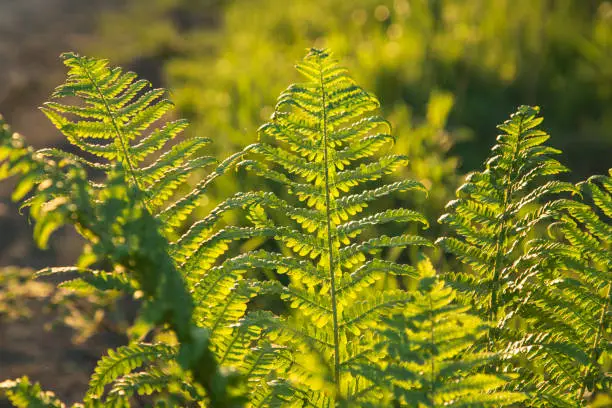 Natural fern in the light of the setting sun