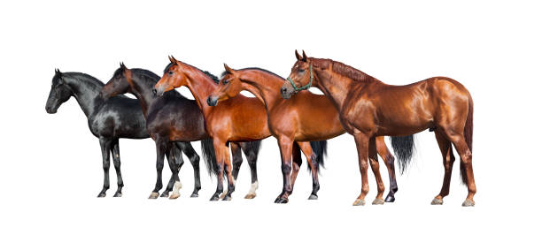 istock Group of horses standing on white background 652342686