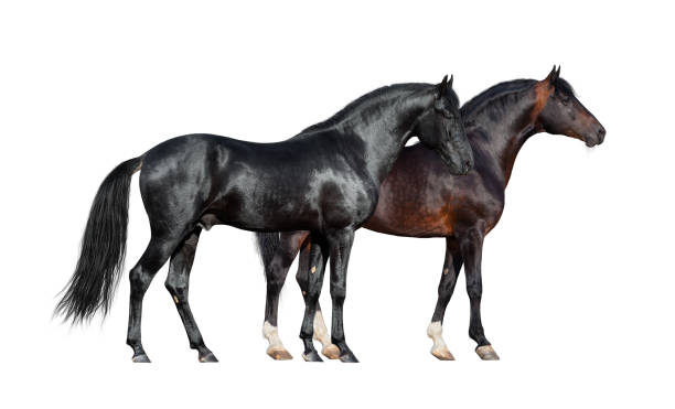 Two dark horses standing together on white background