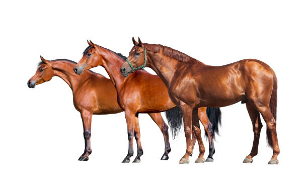 istock Group of three horses standing on black background 652342700