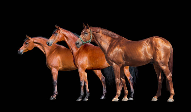 istock Group of three horses standing on black background 652342702