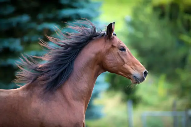 Photo of Bay horse portrait on green background