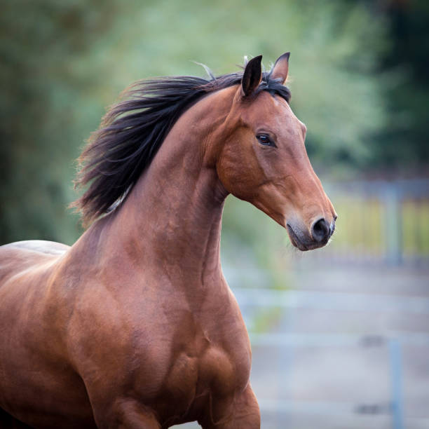 istock Bay horse head closeup 652342732
