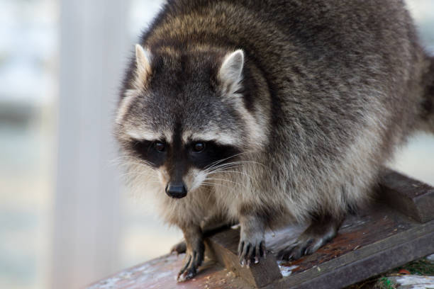 istock Raccoon on a wooden ladder 652346124