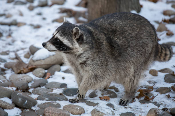 A common Raccoon or Northern Raccoon near a river in the Laurentian forest of Canada.