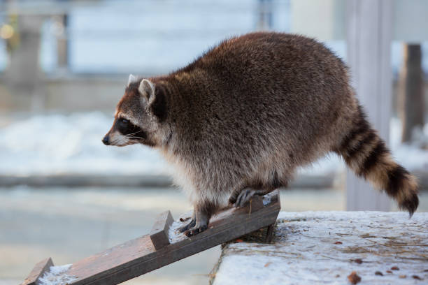 istock Raccoon on a wooden ladder 652346154