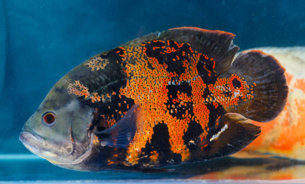 istock Astronotus ocellatus (Oscar fish) 652349624
