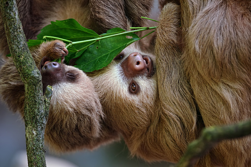 A three-toed sloth hangs on a liana with three legs and tries to grab a branch from a trailing tree with the fourth leg