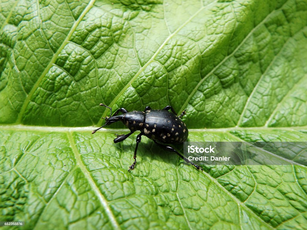 Liparus glabrirostris black beetle on a green background ,(Liparus glabrirostris) Animal Stock Photo