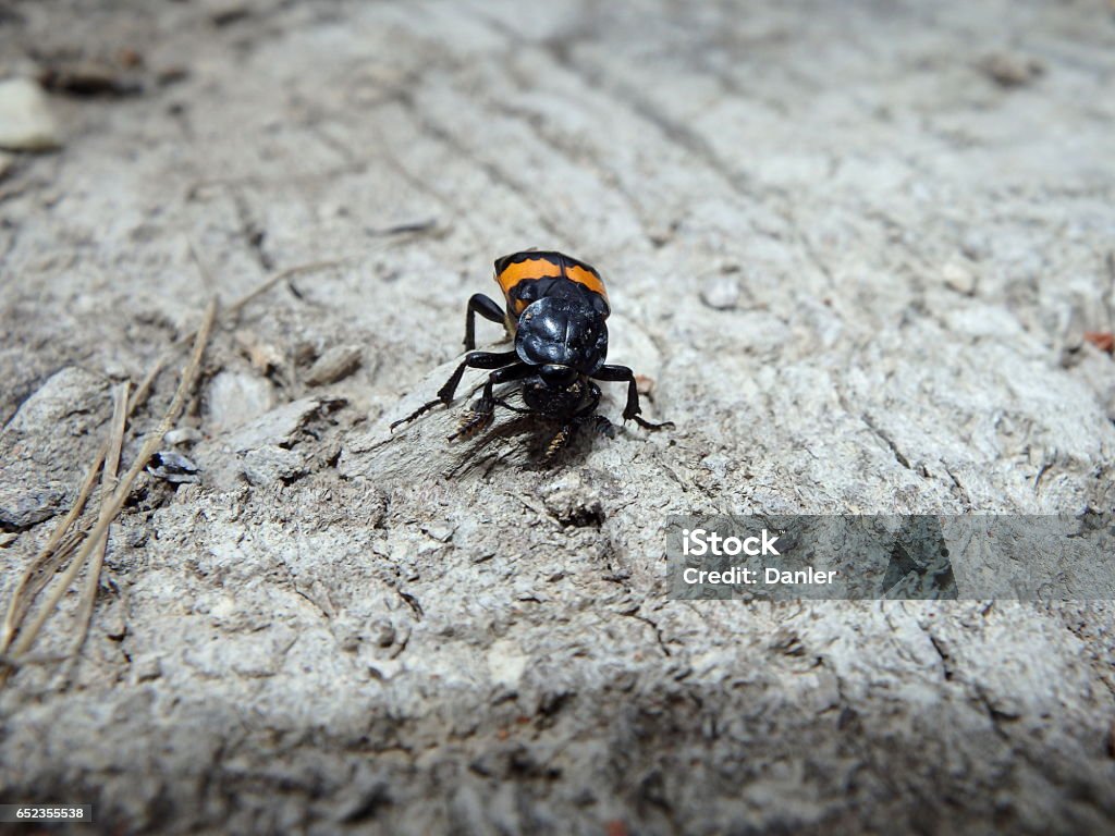 burying beetle, carrion beetle ,(Necrophorus vespillo) burying beetle, carrion beetle , Beetle Stock Photo