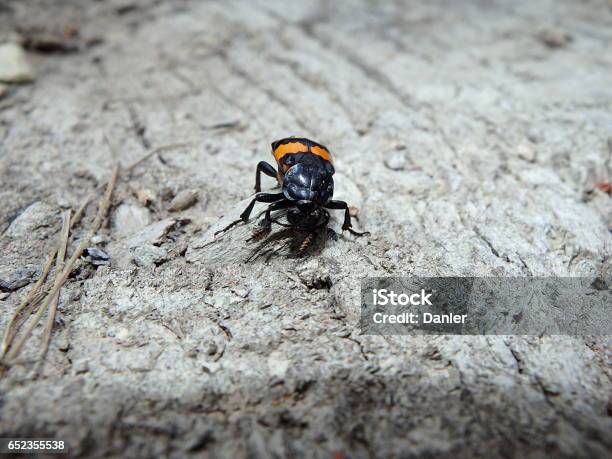 Burying Beetle Carrion Beetle Stock Photo - Download Image Now