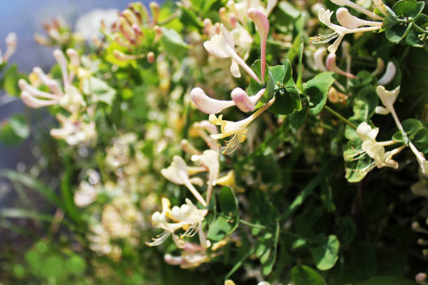 Beauty in nature. Honeysuckle flower blossom closeup from the garden. High resolution color macro photograph. Green leaves, white and yellow petals. Shown in great detail with anthers visible. Horizontal composition.