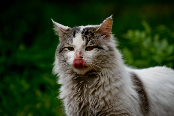 istock domestic cat in the garden 652356502