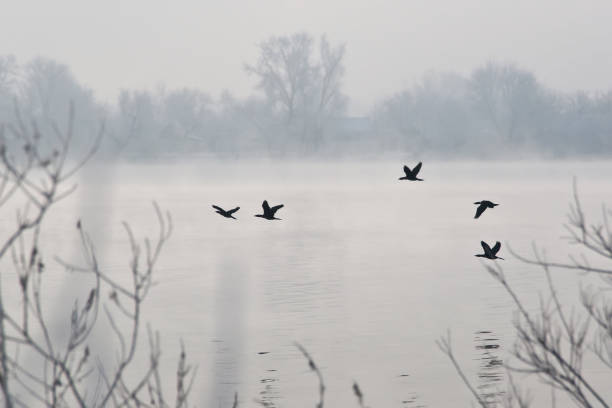istock Birds flying over the river frosty morning 652360524