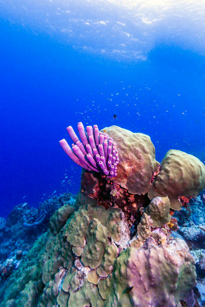 istock Aplysina archeri,stove-pipe sponge 652363420