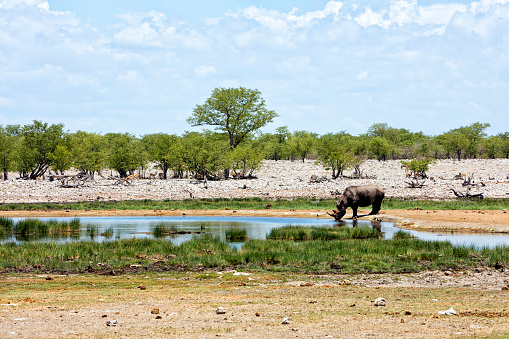 Rhinoceros (Diceros bicornis)  at a waterhole in Etosha National Park, Namibia, Africa