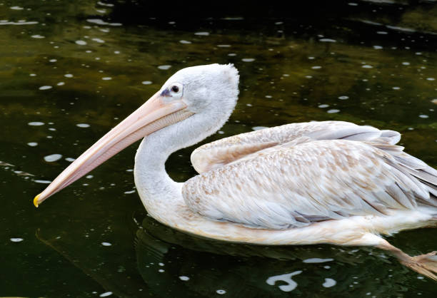 istock Grey pelican swimming in the pond 652370572