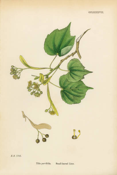малолиная известь, тилия парвифолия, викторианская ботаническая иллюстрация, 1863 - ochoa stock illustrations
