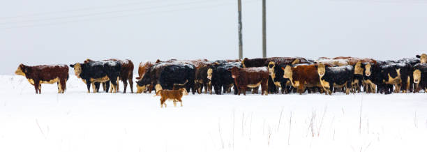 rebanho de gado de corte com um bezerro sua própria direção. - winter agriculture ranch field - fotografias e filmes do acervo