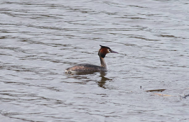 Great crested grebe swims in a lake.
