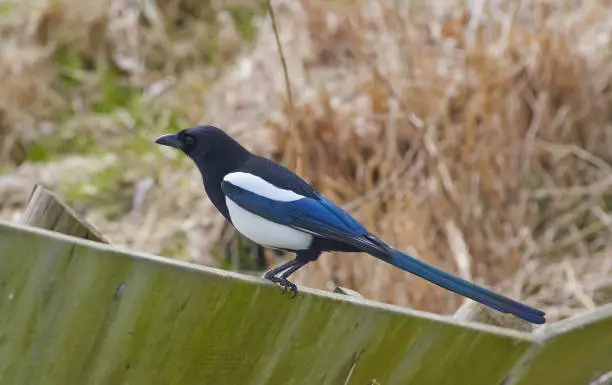 Magpie sits on a fence