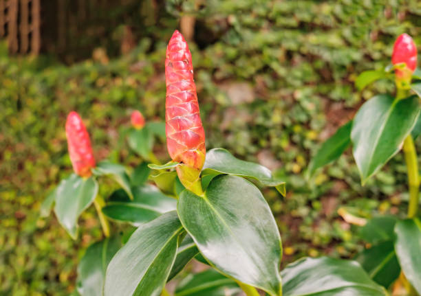 gros plan de gingembre rouge dans le jardin - torch ginger photos et images de collection