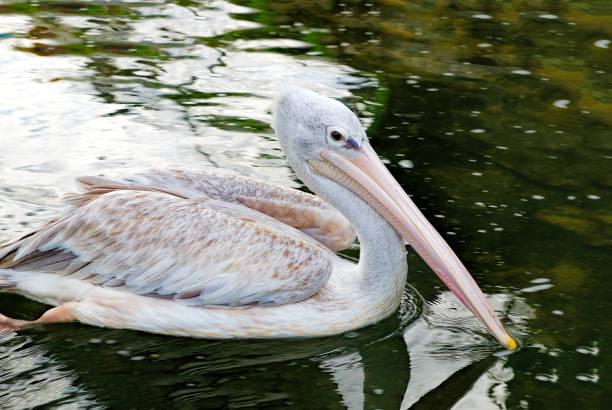 Grey pelican swimming in the pond