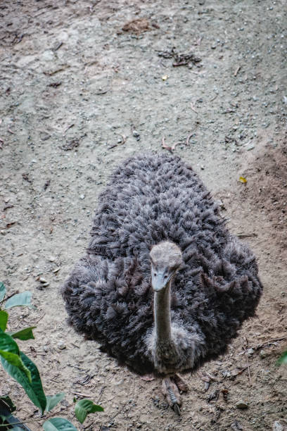 istock Top view of the Common ostrich 652380890