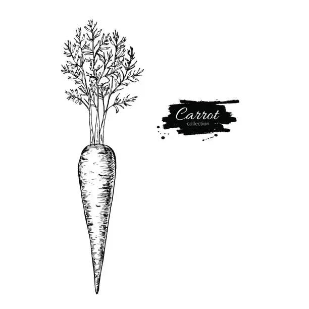 Vector illustration of Carrot hand drawn vector illustration. Isolated Vegetable engrav