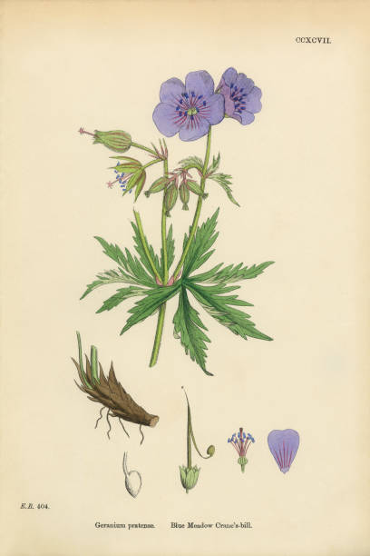 ilustrações de stock, clip art, desenhos animados e ícones de blue meadow cranesbill, geranium pratense, victorian botanical illustration, 1863 - geranium pratense
