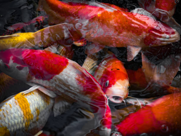 istock Beautiful colorful fancy carp fish 652384544