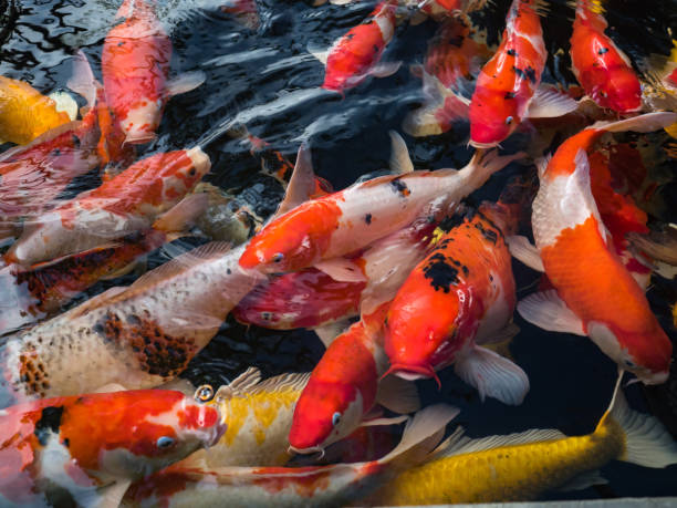 istock Beautiful colorful fancy carp fish 652384706