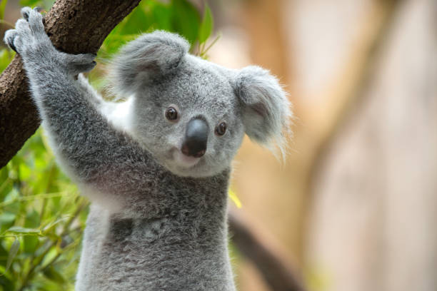 koala - young animal nature outdoors branch stock-fotos und bilder