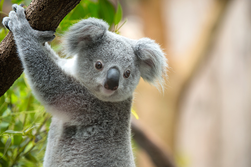 Koala  photo