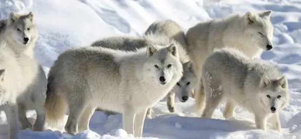 pack of arctic wolves in nature