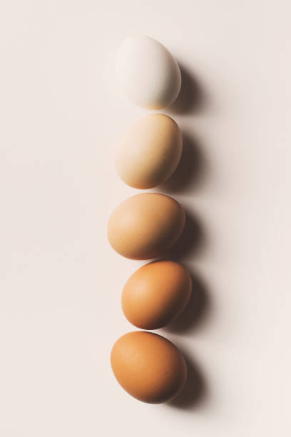 Eggs in a row stock photo