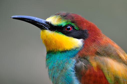 portrait of a rainbow bee eater