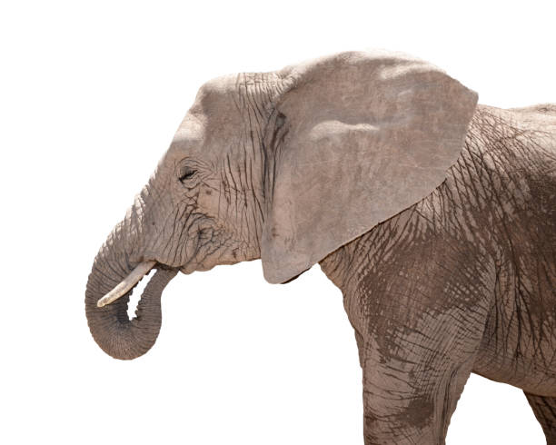 istock Portrait of elephant isolated on white 652391142