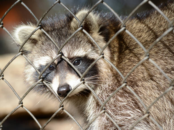 istock Raccoon in a cage 652391438