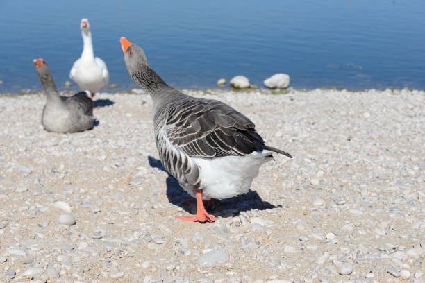 istock Goose - Geese on the Mediterranean in Spain 652391478
