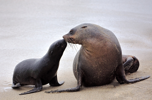 a young seal with its mother at cape cross in namibia