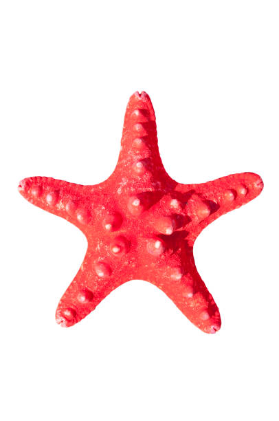 istock Red starfish isolated on white background 652394660