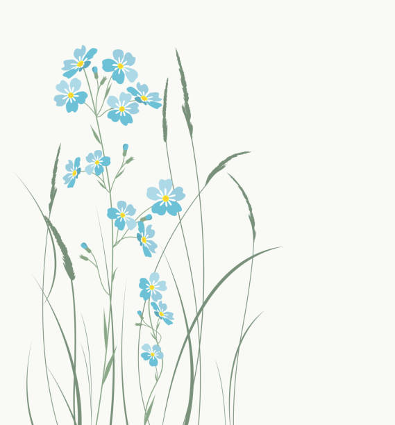 Vector blue forget me not flowers Vector illustration blue flowers. Grass with blue forget-me-not flowers forget me not stock illustrations