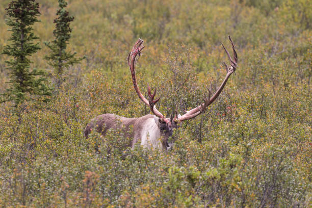 istock Barren Ground Caribou Bull 652397702